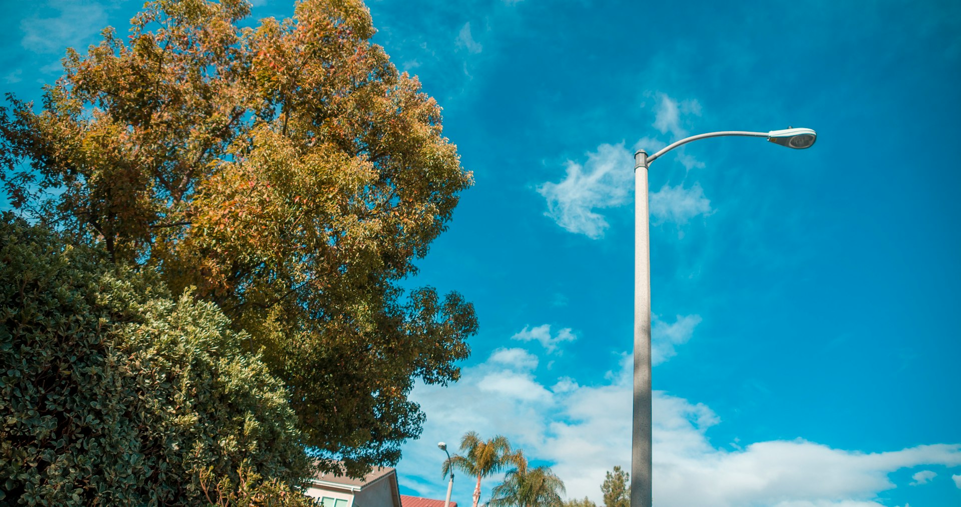 green and yellow trees under blue sky during daytime